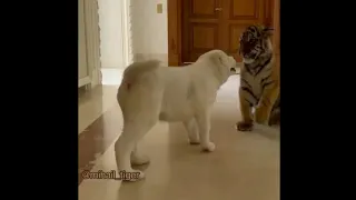 Puppy vs Baby Tiger playing - Very Cute Video