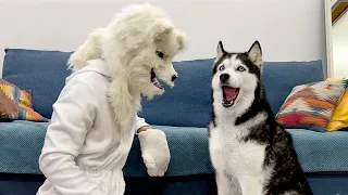 Dogs And Cats Pranked By Wolf Mask! Cutest Husky Reaction