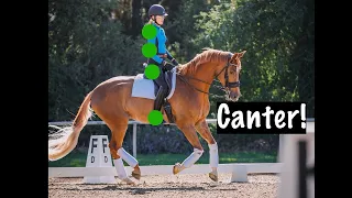 Canter! What to do with your seat, legs, shoulders, elbows, and more!