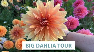 Big Dahlia Tour 2023 / Super-sized Dahlias