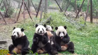 giant panda snack time