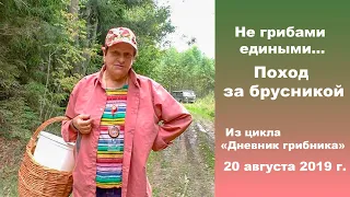 Не грибами едиными. Поход за брусникой. Дневник грибника 20 августа 2019