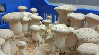 King Oyster 🍄 Mushroom ( Pluerotus Eryngii) | Growing | Mycelium stage | Pinning | Harvesting.