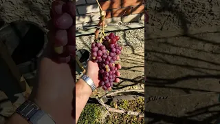 Втноград щелкунчик 🍇 на 15 октября. Пасынковый.