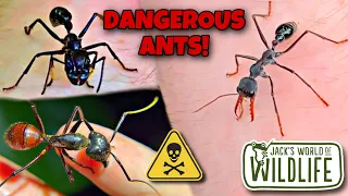 TOP 5 BIGGEST AND MOST DANGEROUS ANTS I've FOUND!