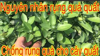 Chia sẻ nguyên nhân quả quất bị rụng.cách chống rụng quả cho cây quấT