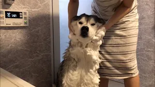 Siberian husky that runs around when he take a bath