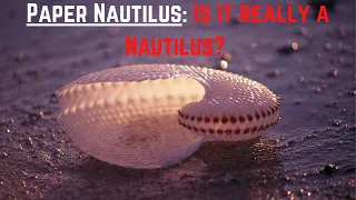 Cephalo-Ed: Paper Nautilus, but are they really a Nautilus?