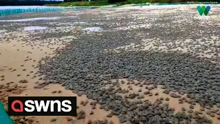 Amazing footage shows world's largest hatching of baby turtles along South American River | SWNS