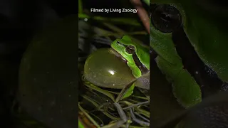 European frog calls! Tree frog, Fire-bellied toad, Green toad, Marsh frog