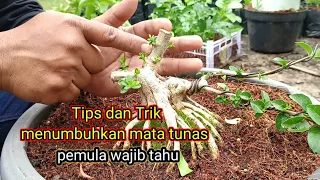 TIPS DAN TRIK MENUMBUHKAN MATA TUNAS TEPAT SASARAN pemula wajib tau