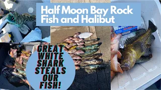 Half Moon Bay rock fish and Halibut on FIRE! GREAT WHITE SHARK takes a big ling! Crazy!