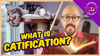 What is Catification and why it’s crucial for your cat-loving home!