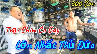 Khám Phá Trại Chim Cu Gáy Của Anh Minh  Lớn Nhất Thủ Đức - Tp HCM .