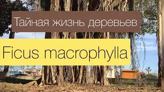 Тайная жизнь деревьев. Ficus MACROPHYLLA. Фикус