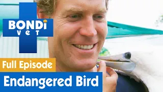 Treating An Endangered 'Abbott's Booby' Bird 🐦 | Bondi Vet Season 7 Ep 12 | Bondi Vet Full Episodes