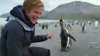 Go Inside an Antarctic City of 400000 King Penguins  Ep 4  Wildlife Resurrection Island