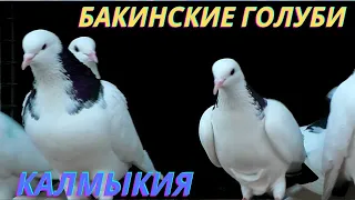 Взрывные Бакинские голуби Валеры в Калмыкии! #göyərçinlər #tauben #pigeons