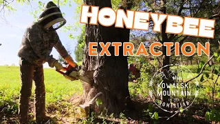 Honeybee Hollow! Can We Recover These Bees? | Extracting Feral Bees from a Hollow Tree