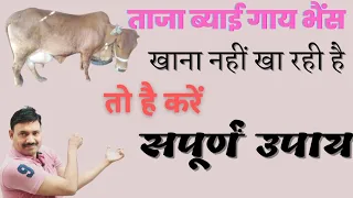 ताजा बच्चा दी हुई गाय खाना नहीं तो ये करें यूनिक इलाज Ramawat vet gyan