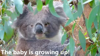 Baby Koala Growing Up