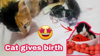 Cat gives birth