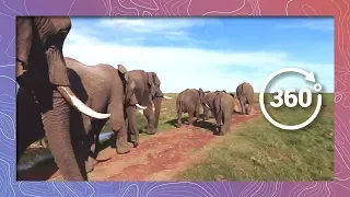 #ZeroExtinction Part II | African Animals in 360 5K