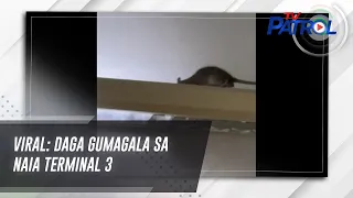 VIRAL: Daga gumagala sa NAIA Terminal 3 | TV Patrol