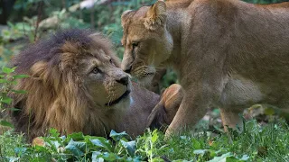 Leeuwinnen komen en gaan | Burgers' Zoo Natuurlijk | Arnhem