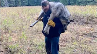 Wolf Trapping! 2021-2022 Idaho wolf line episode 8 sweet revenge! 2nd wolf down