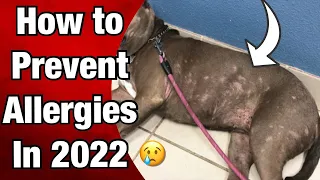 Best way to PREVENT Allergies for Pit bulls in 2022!