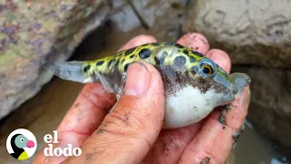 Hombre salva una escuela entera de pequeños peces globo atascados | El Dodo