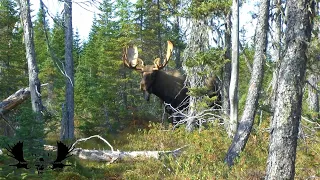 Travis and Rusty's Newfoundland Moose Hunt