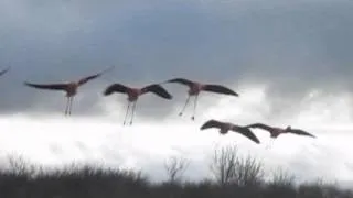 flying flamingo