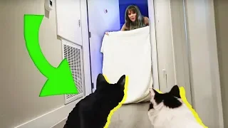 ESTE ES LA REACCIÓN DE MIS GATOS CUANDO DESAPAREZCO | What The Fluff Challenge