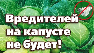 СУПЕР СПОСОБ ОТ ВРЕДИТЕЛЕЙ НА КАПУСТЕ