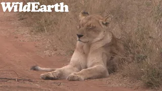 WildEarth - Sunset  Safari - 10 Aug 2022