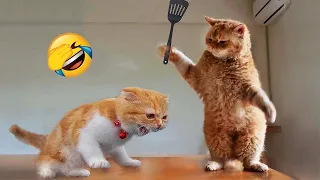 New Funny Cat and Dog Videos 😹🐶 Funniest Animals 😂 Part 1