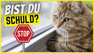 Wie sehr trauert deine Katze, wenn du DAS tust?