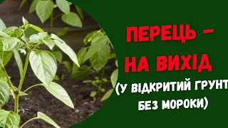 Як висадити розсаду перцю у відкритий грунт без  мороки (хоча перець дещо вибагливіший, ніж томати)