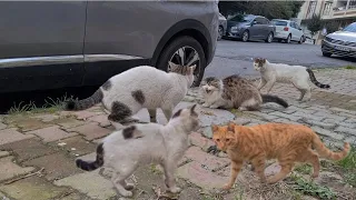 Male cats chasing the female cat want to adopt the female cat by force.