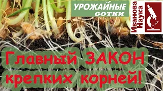 ЭТО заставляет расти КОРНИ как положено!!!!! Закон больших корней!