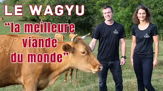 "Le wagyu, la meilleure viande du monde" : du bœuf japonais élevé en France