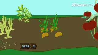 How to Rotate Vegetable Crops