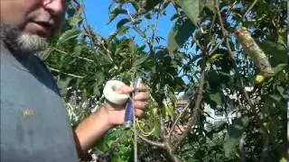 Bud grafting cherry trees