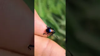 Colorful Beetle  flying in  slow motion ? | #shorts #flying