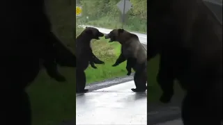 Жуткий рёв медведей Гризли в бою