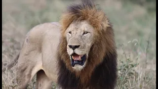 A Huge New Male Lion Takes Over the Mbiri Pride! Here's Trouble...