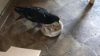 Голодный голубь напал на еду