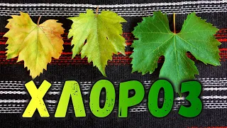 Why do the leaves of grapes turn yellow? Chlorosis